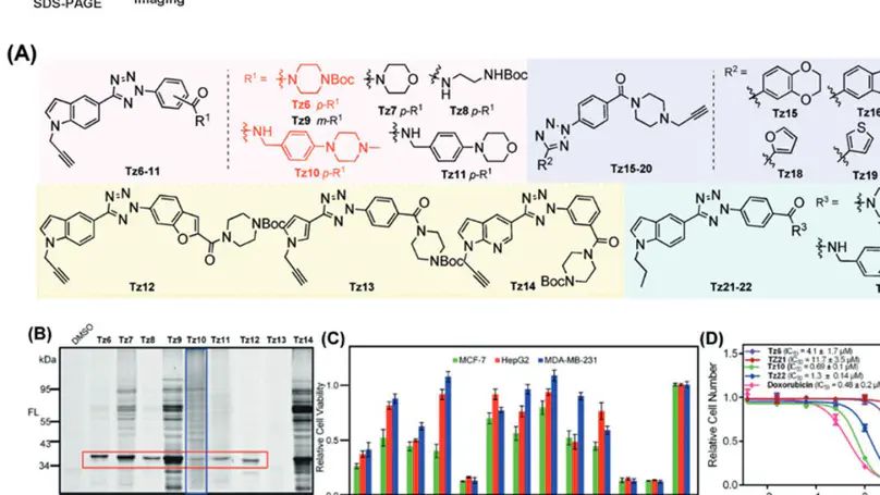 Tetrazole-based probes for integrated phenotypic screening and chemoproteomics