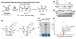 Developing isoxazole as a native photo-cross-linker for photoaffinity labeling and chemoproteomics