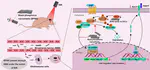 Black phosphorus nanosheets inhibit glioblastoma cell migration and invasion through modulation of WNT/β-catenin and NOTCH signaling pathways