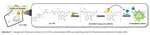 A tandem activity-based sensing and labeling strategy reveals antioxidant response element regulation of labile iron pools